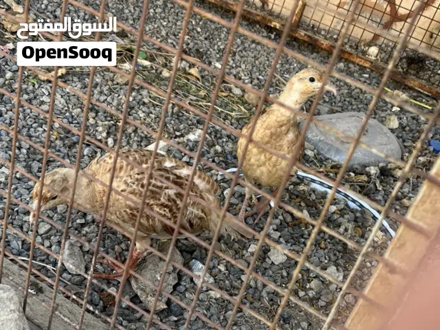 للبيع صفارد بكستانية ذكر وأنثى