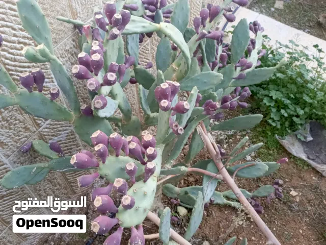 نبات الصبار