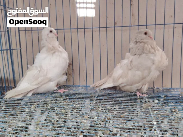 طبه كشكي لمن