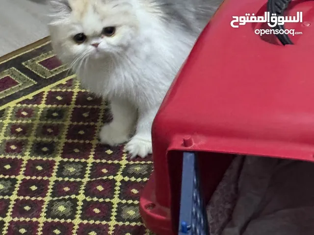 قطه كاليكو دايلوت بيكى فيس بيور