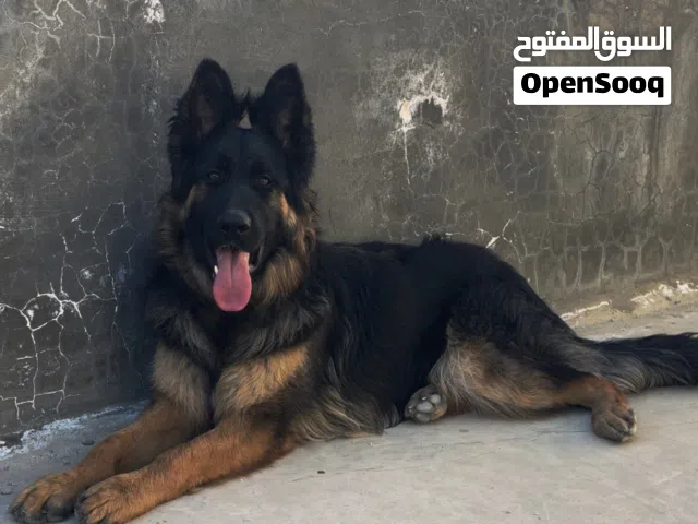 جيرمن شيبرد لونغ هير مستوى عالي