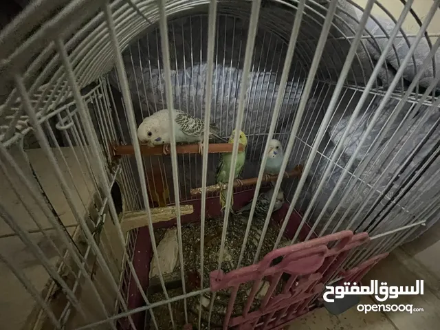 3 قصوص بادجى كوكتيل و ذكر