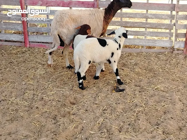 نعجة تومية تحتها خروف وافطيمة راويات ربي يبارك سنها جامعة الفر موضح في الصور المكان صبراتة يوجد توصي