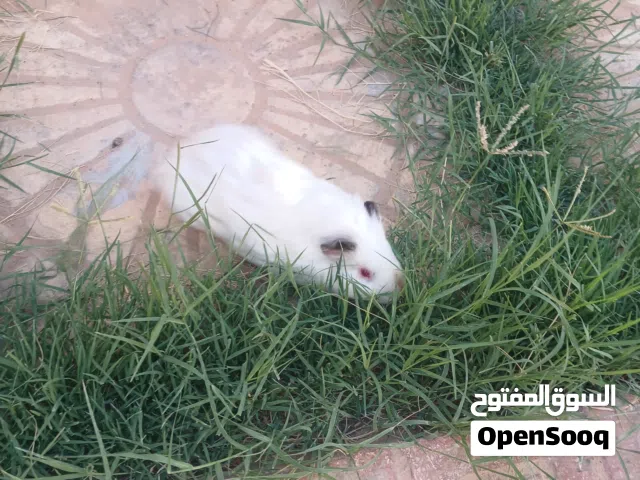قندي للبيع ب30