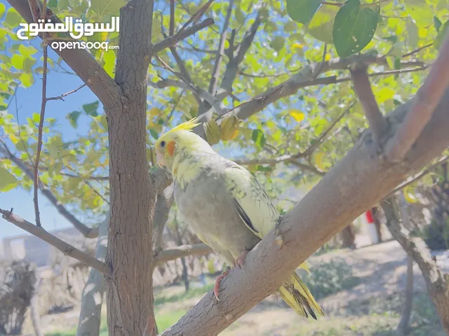 فرخ كوكتيل اليف العمر مامعروف اقره الوصف