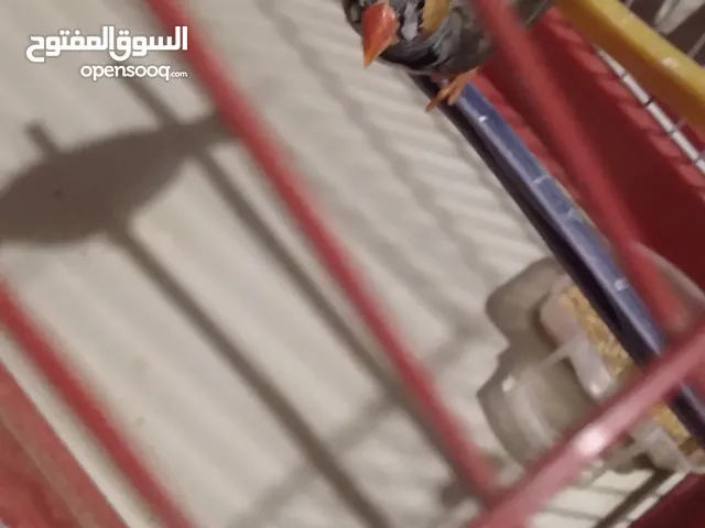 السلام عليكم