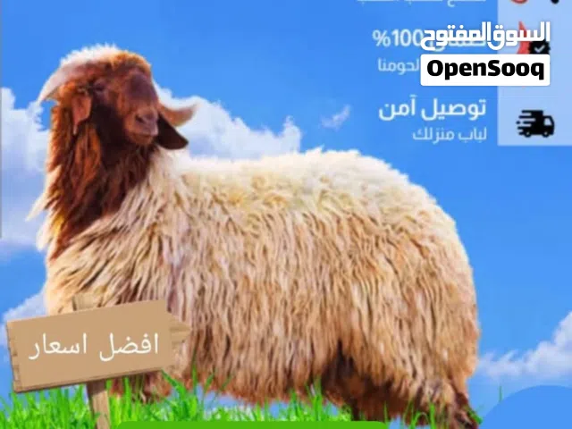 قصاب تحت الطلب خدمه سريعه بيع وتوصيل اغنام