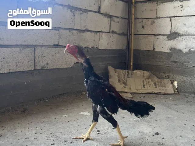 ديك هراتي للبيع