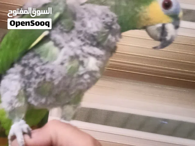 اليف والي بده فيديو يبعت واتس
