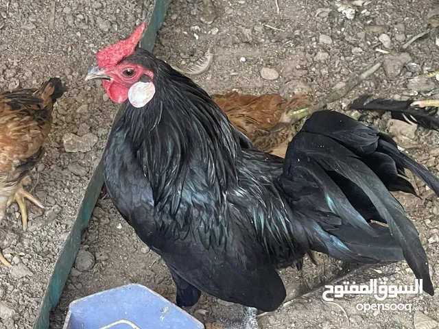 دجاج بلتم اسود