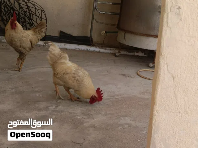 للبيع 2ديك ودجاجتين  يبيضن كل يوم