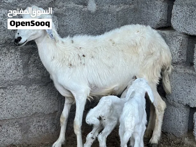 اغنام جعد للبيع
