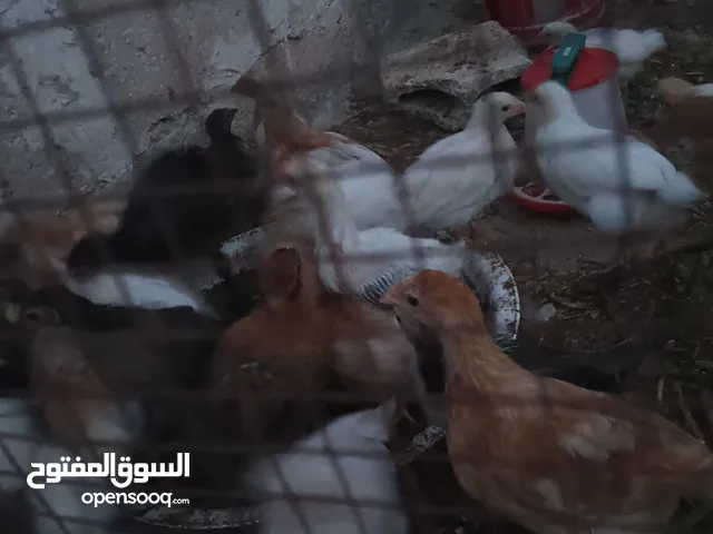 صيصان لوهمان وبلدي اقرأ التفاصيل