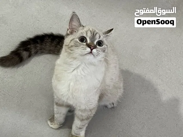 للبيع نوع سكوتش مع شيرازي بيور