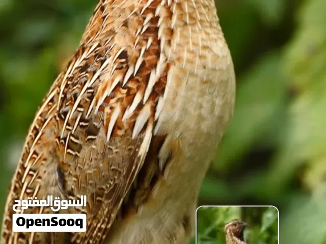 سمان بري الله يبارك