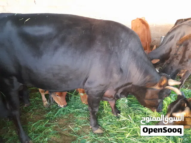السلام عليكم  ثور للبيع مطعوم وما فيه عذرايب لحم واللي يبي حق تربيه بعدزين