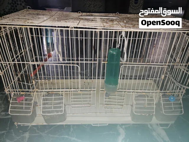 In morocco  at tiflet