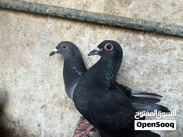فراخ زواجل مكاريش للبيع
