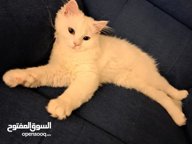 قط شيرازي Male pet Persian cat  ذكر