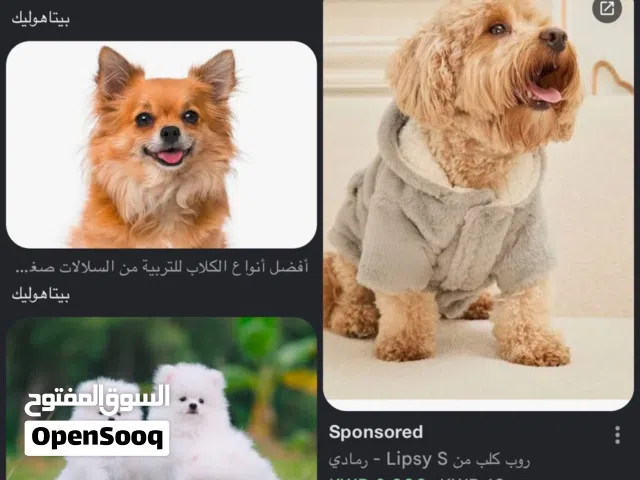 احتاج كلب صغير يكون من النوع الي مش بيكبر في الحجم ونظيف