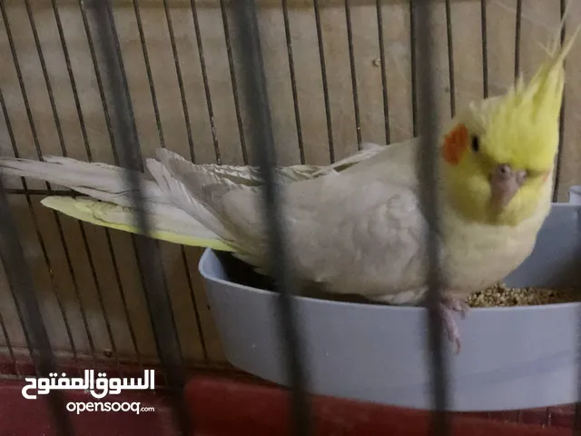 جوز كوكتيل نخب اول