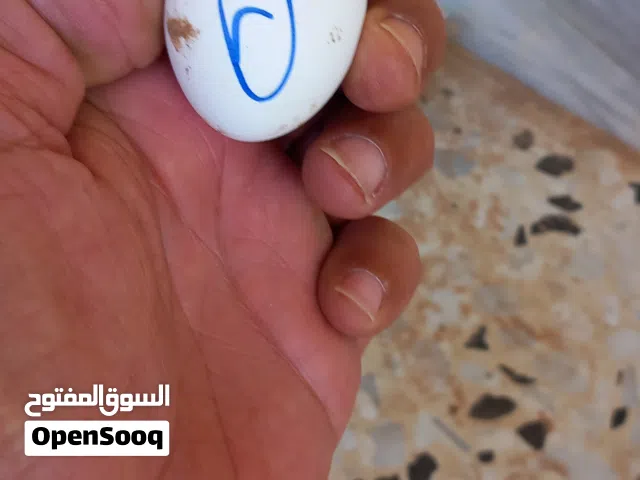 26بيضه زينه مخلط مخصب بعون الله