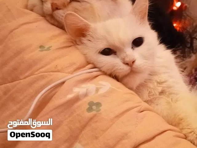 هملايا شيرازي