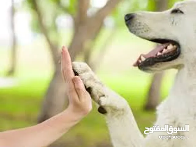 dogs training and for sale تدريب الكلاب للبيع