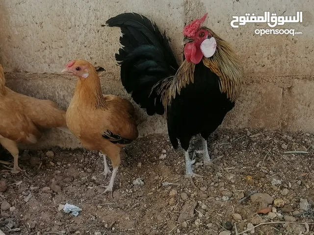 صيصان دجاج محلق
