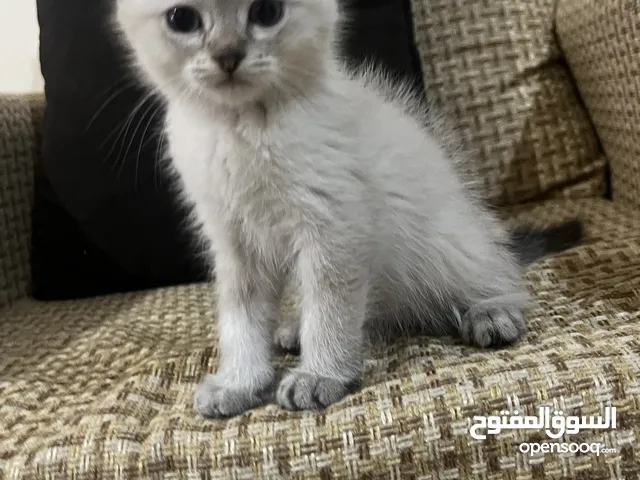 قطط للبيع الفوري