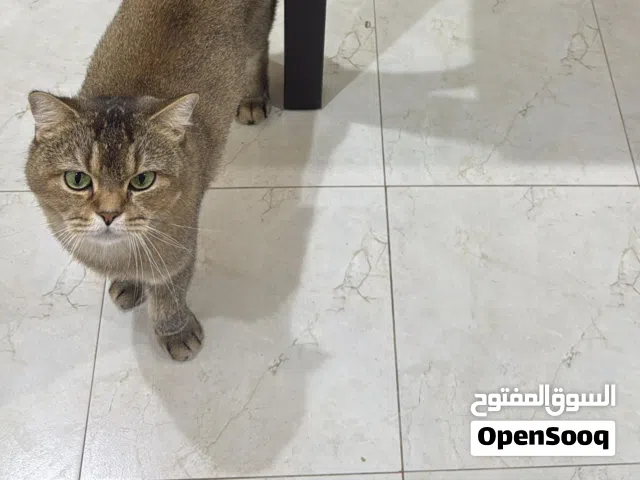 قط ذكر للتبني معقم