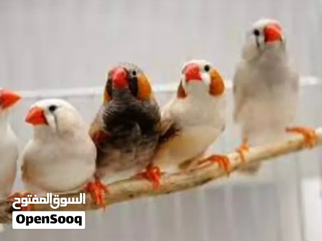طائر الزيبرا زوج منتج ب8500