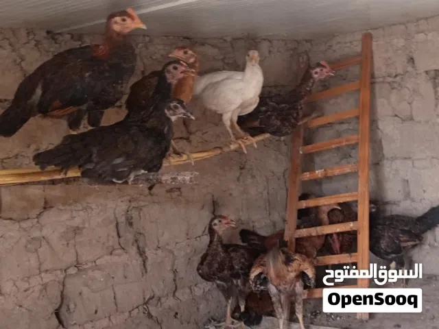 فراريج 6زواج