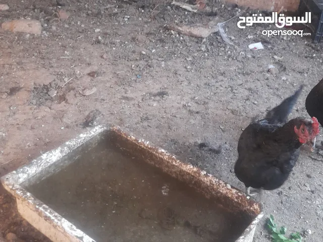 دجاج وحبش للبيع
