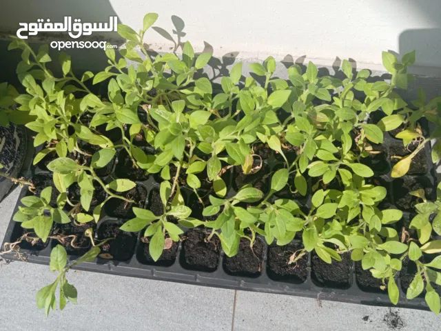 35 شتلة باذنجان تقريبا