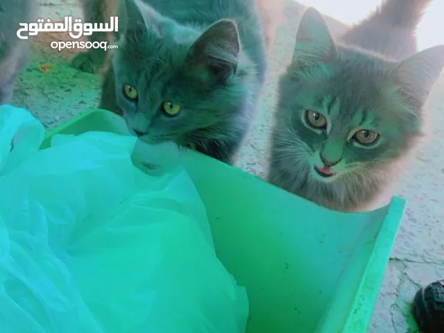 قطط العمر