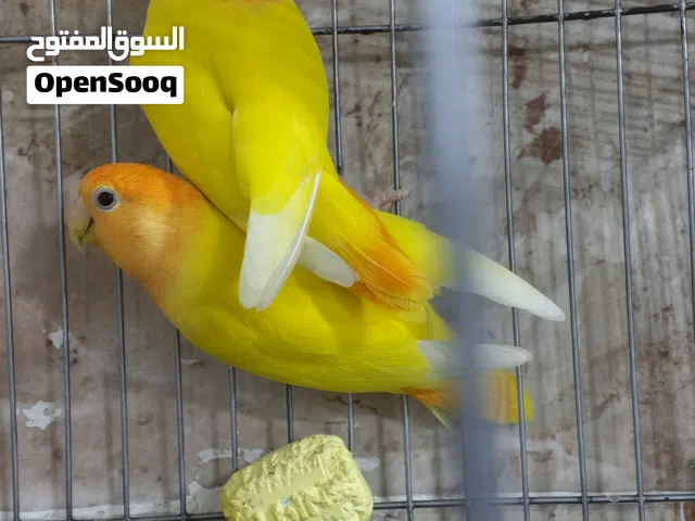 كوبيا اورنج مصوقر
