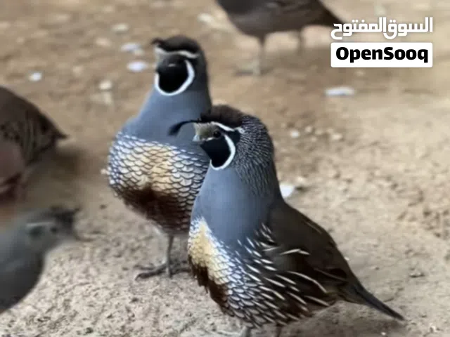 اريد سمان كاليفورنيا أو تكساس أو بوب. وايت
