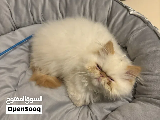 قط هملايا ذكر لعوب ولطيف للبيع