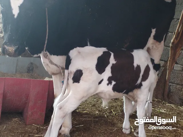 ابقار4 كل وحده هي وابنها  الوحده ب4 ملايين وبيها مجال (حلابات)