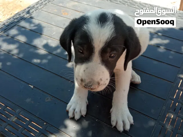انثى بونتر مستواها وضح