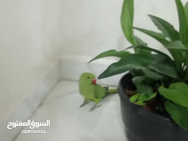 ببغاء درة 40
