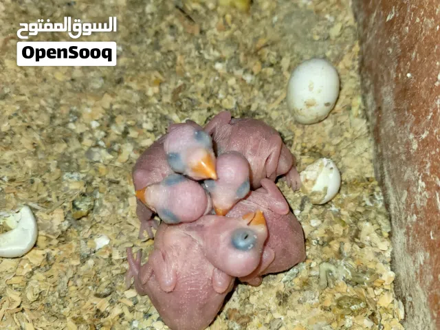 مطلوب بغبغاء دره