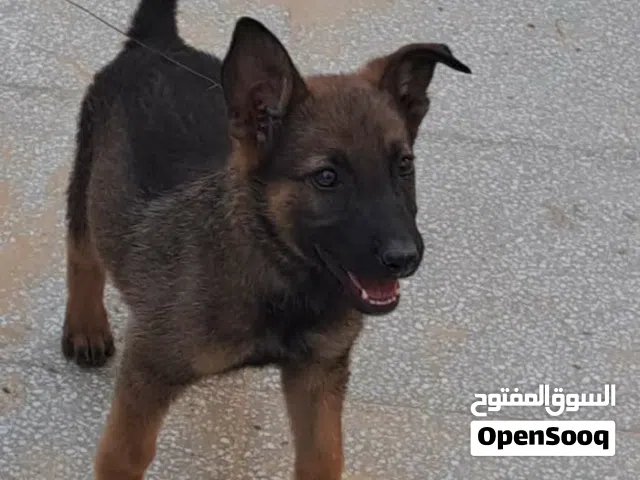 جور ربي يبارك سعر كزيوني
