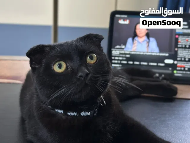 سكوتش فولد