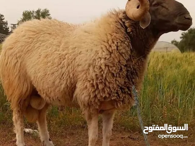 الله يبارك خروف رباع للبيع وطني يا وطني بسعرررر حررق