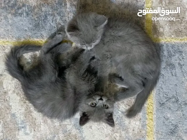 قطط برتش للبيع