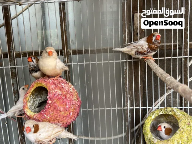 6 ازواج هاف اورنج