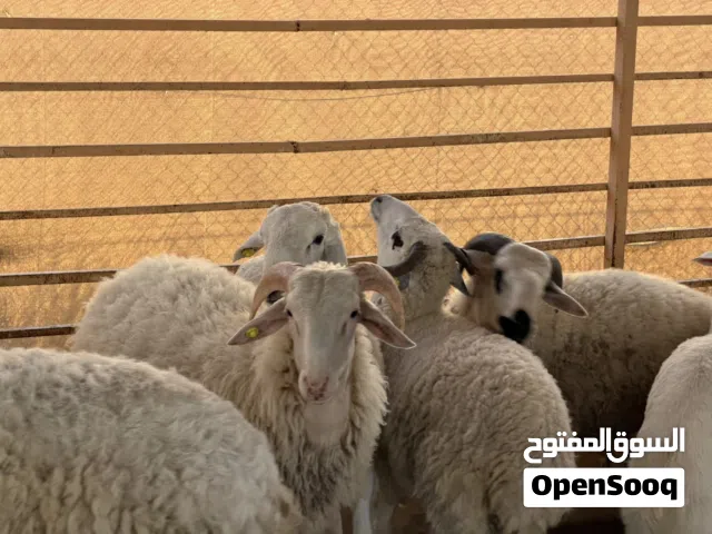 اضاحي قبرصل حري للبيع اعمار 6-10 اشهر