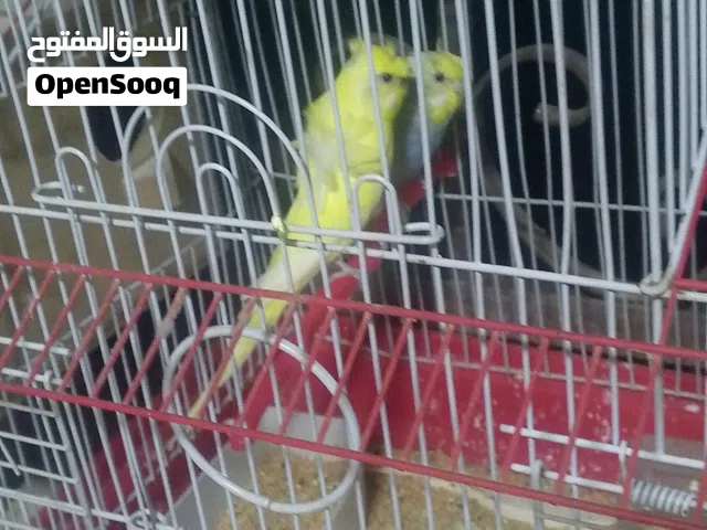 جوزين حب هوجو رومو للبيع بسعر حرق البيع مستعجل مع الاقفاص